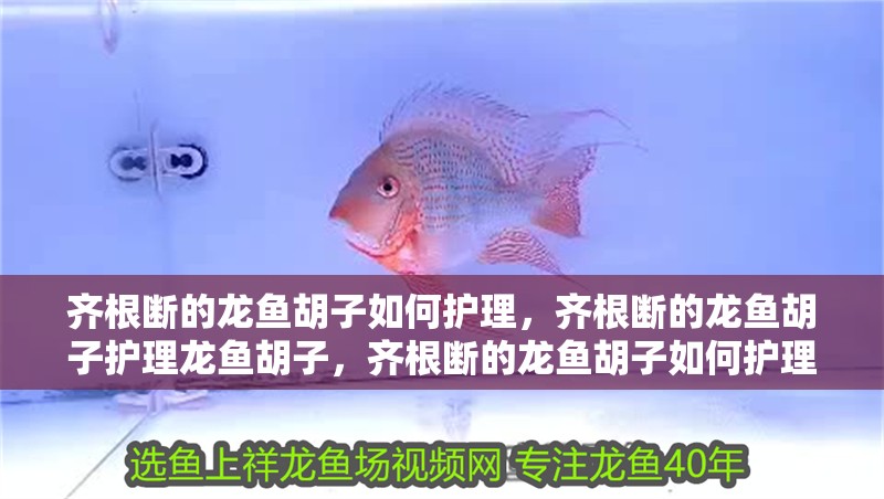 齊根斷的龍魚胡子如何護理，齊根斷的龍魚胡子護理龍魚胡子，齊根斷的龍魚胡子如何護理