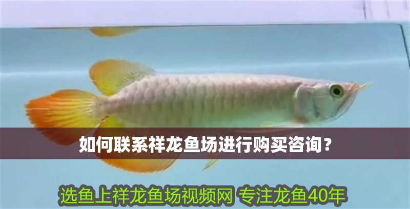 如何聯系祥龍魚場進行購買咨詢？
