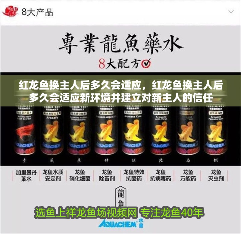 紅龍魚換主人后多久會(huì)適應(yīng)，紅龍魚換主人后多久會(huì)適應(yīng)新環(huán)境并建立對(duì)新主人的信任