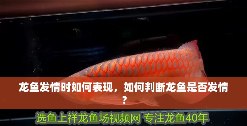 龍魚發(fā)情時(shí)如何表現(xiàn)，如何判斷龍魚是否發(fā)情？