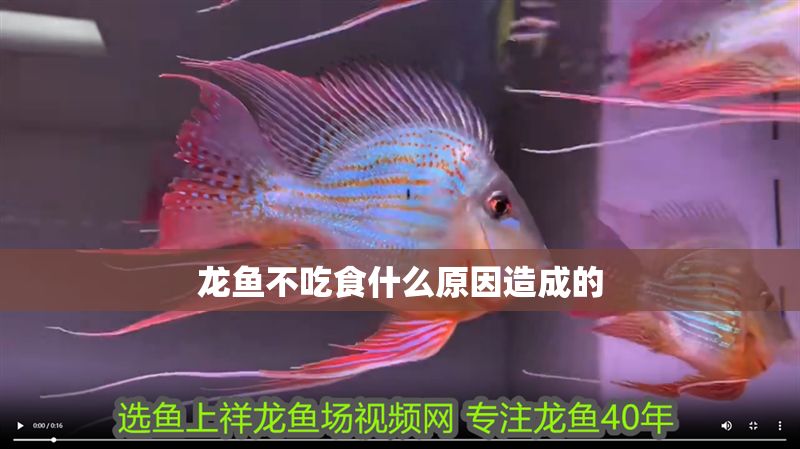 龍魚不吃食什么原因造成的 龍魚百科 第2張 龍魚不吃食什么原因造成的 龍魚不吃食什么原因造成的 龍魚百科 第2張