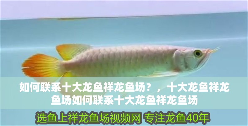 如何聯(lián)系十大龍魚祥龍魚場？，十大龍魚祥龍魚場如何聯(lián)系十大龍魚祥龍魚場
