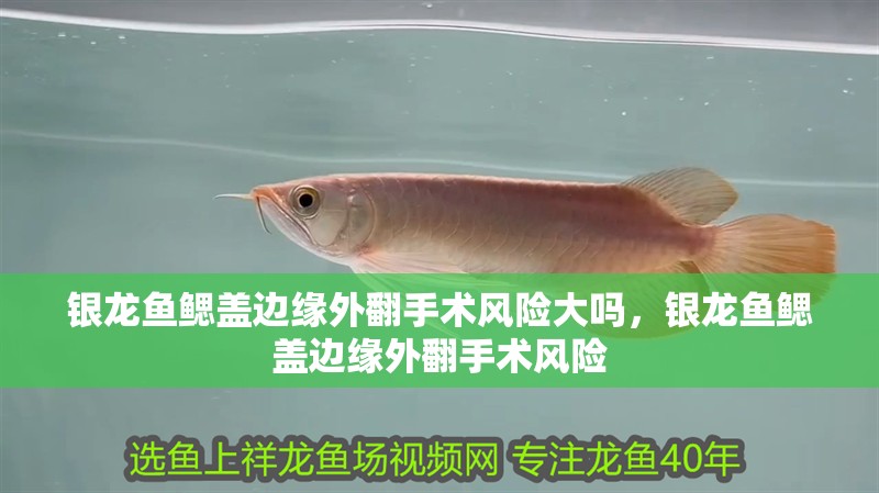 銀龍魚鰓蓋邊緣外翻手術(shù)風(fēng)險大嗎，銀龍魚鰓蓋邊緣外翻手術(shù)風(fēng)險