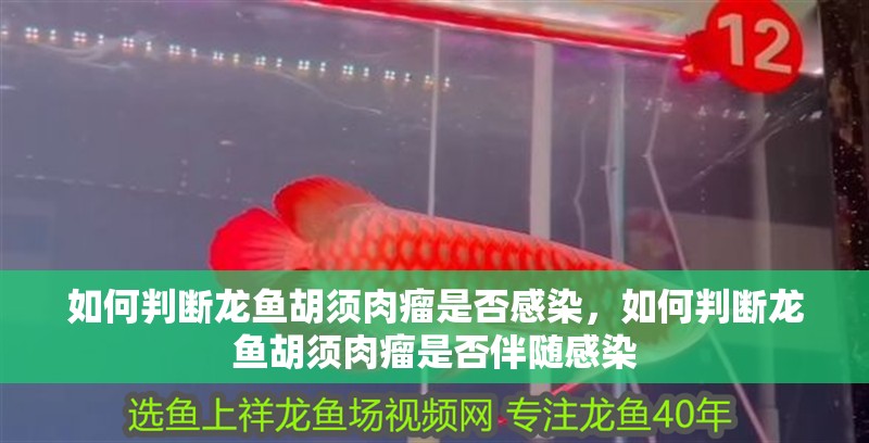 如何判斷龍魚胡須肉瘤是否感染，如何判斷龍魚胡須肉瘤是否伴隨感染