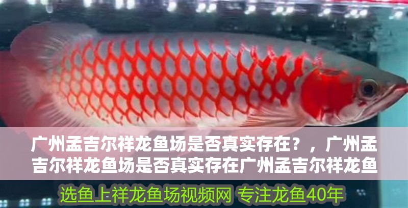 廣州孟吉爾祥龍魚場是否真實存在？，廣州孟吉爾祥龍魚場是否真實存在廣州孟吉爾祥龍魚場是否真實存在