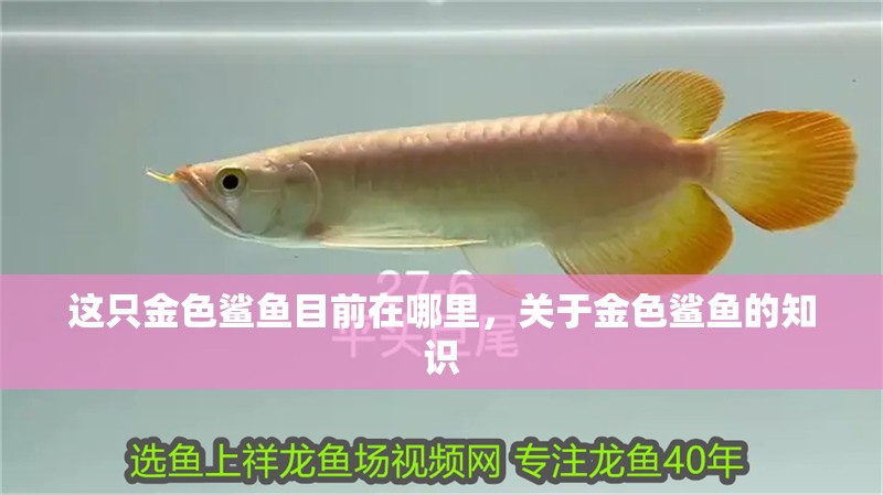 這只金色鯊魚目前在哪里，關于金色鯊魚的知識