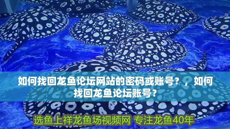 如何找回龍魚論壇網站的密碼或賬號？，如何找回龍魚論壇賬號？