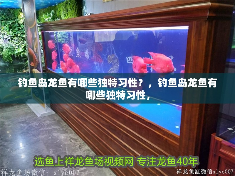 釣魚島龍魚有哪些獨特習性？，釣魚島龍魚有哪些獨特習性，