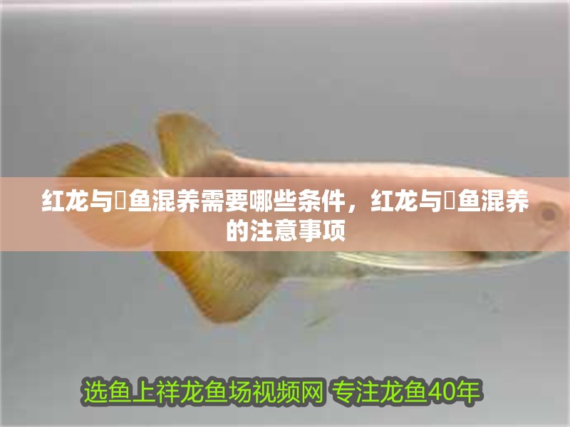 紅龍與魟魚混養需要哪些條件，紅龍與魟魚混養的注意事項