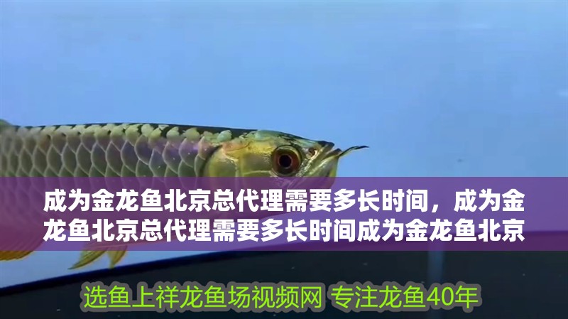 成為金龍魚北京總代理需要多長時間，成為金龍魚北京總代理需要多長時間成為金龍魚北京總代理需要多長時間