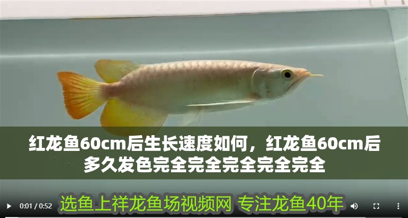 紅龍魚60cm后生長速度如何，紅龍魚60cm后多久發(fā)色完全完全完全完全完全