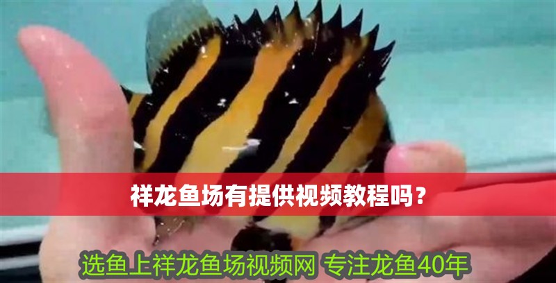 祥龍魚場有提供視頻教程嗎？