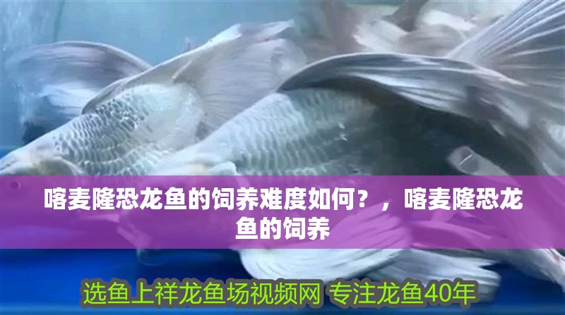喀麥隆恐龍魚的飼養(yǎng)難度如何？，喀麥隆恐龍魚的飼養(yǎng)