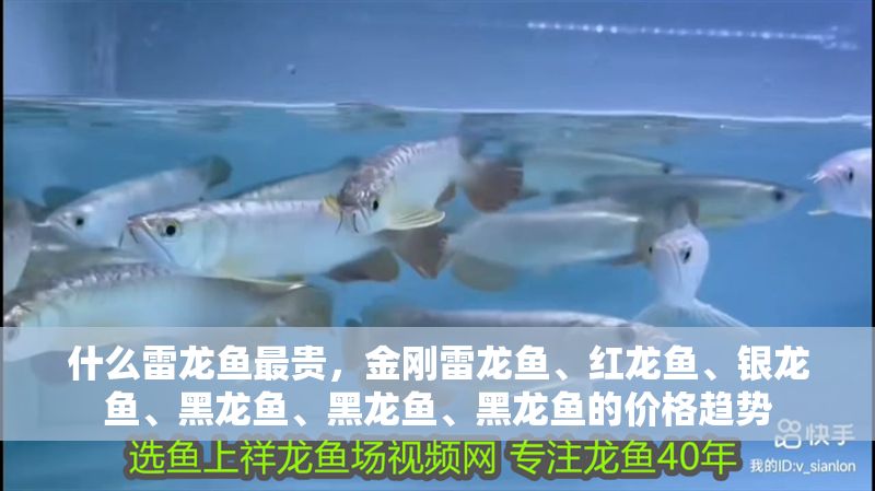 什么雷龍魚最貴，金剛雷龍魚、紅龍魚、銀龍魚、黑龍魚、黑龍魚、黑龍魚的價格趨勢