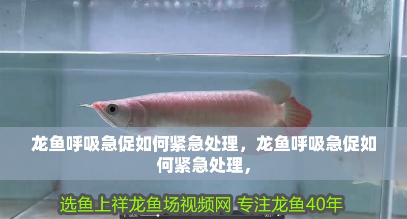 龍魚呼吸急促如何緊急處理，龍魚呼吸急促如何緊急處理，