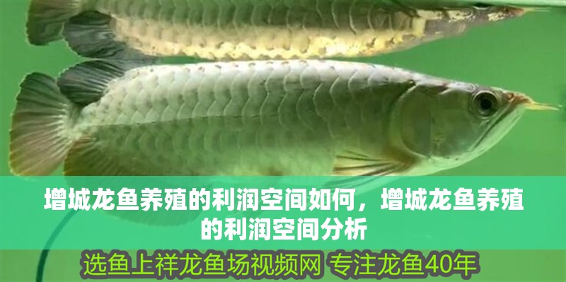 增城龍魚養殖的利潤空間如何，增城龍魚養殖的利潤空間分析
