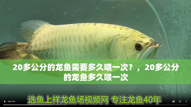 20多公分的龍魚需要多久喂一次？，20多公分的龍魚多久喂一次