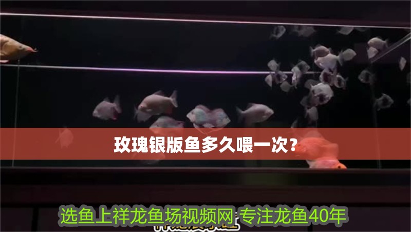 玫瑰銀版魚多久喂一次？