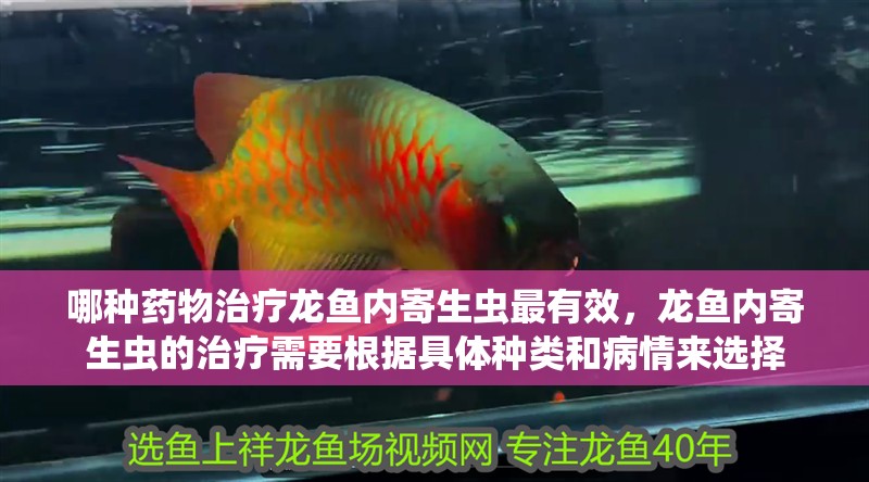 哪種藥物治療龍魚內寄生蟲最有效，龍魚內寄生蟲的治療需要根據具體種類和病情來選擇