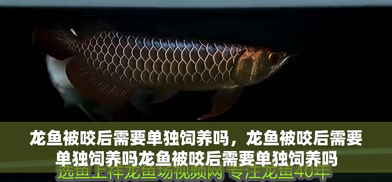 龍魚被咬后需要單獨飼養嗎，龍魚被咬后需要單獨飼養嗎龍魚被咬后需要單獨飼養嗎