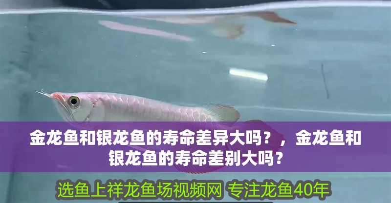 金龍魚和銀龍魚的壽命差異大嗎？，金龍魚和銀龍魚的壽命差別大嗎？