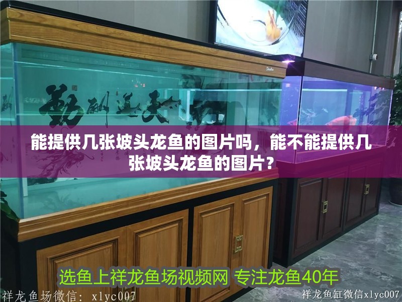 能提供幾張坡頭龍魚的圖片嗎，能不能提供幾張坡頭龍魚的圖片？