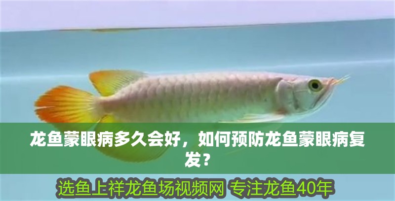 龍魚蒙眼病多久會(huì)好，如何預(yù)防龍魚蒙眼病復(fù)發(fā)？