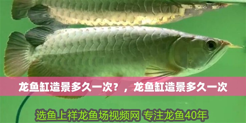 龍魚缸造景多久一次？，龍魚缸造景多久一次