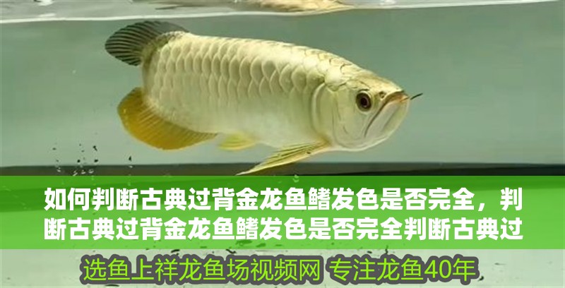 如何判斷古典過背金龍魚鰭發色是否完全，判斷古典過背金龍魚鰭發色是否完全判斷古典過背金龍魚發色完全