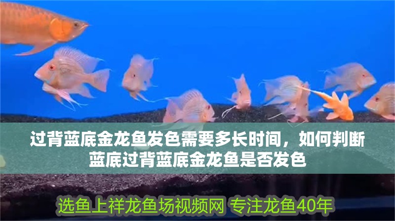 過背藍底金龍魚發(fā)色需要多長時間，如何判斷藍底過背藍底金龍魚是否發(fā)色