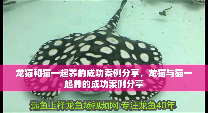龍貓和貓一起養(yǎng)的成功案例分享，龍貓與貓一起養(yǎng)的成功案例分享