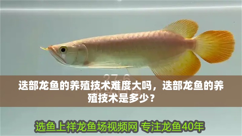 迭部龍魚的養殖技術難度大嗎，迭部龍魚的養殖技術是多少？