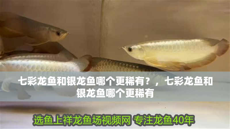 七彩龍魚和銀龍魚哪個更稀有？，七彩龍魚和銀龍魚哪個更稀有