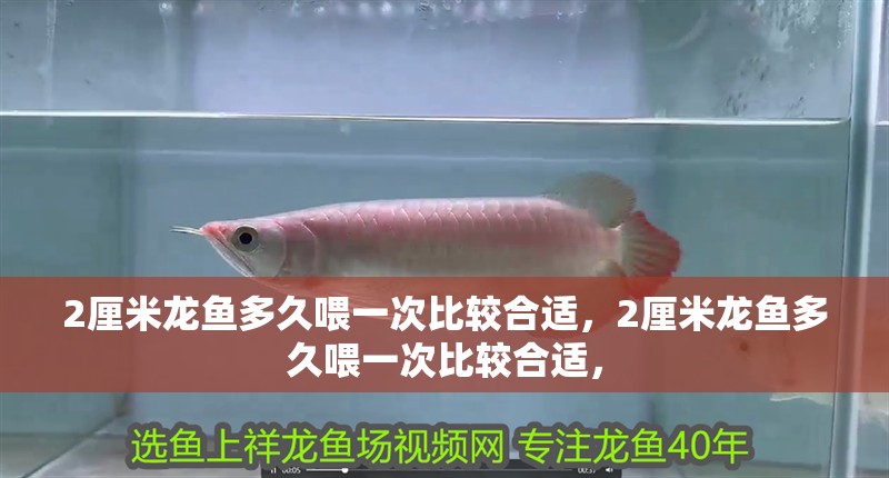 2厘米龍魚多久喂一次比較合適，2厘米龍魚多久喂一次比較合適，