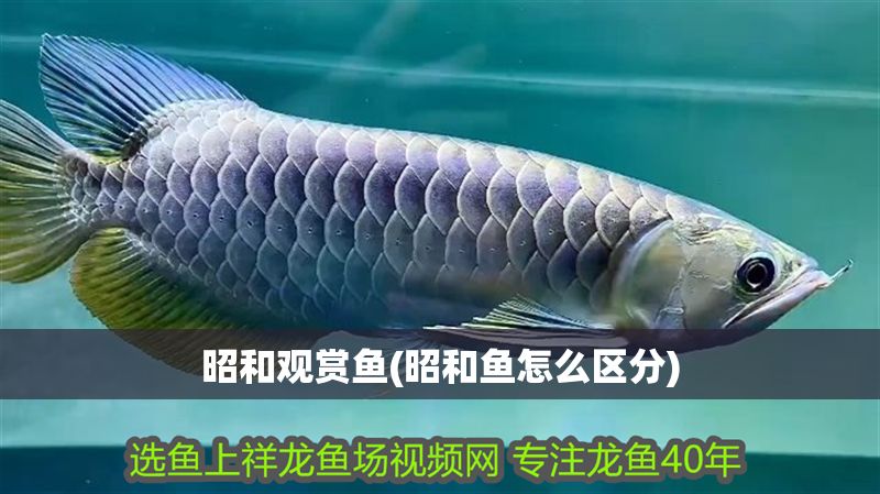 昭和觀賞魚(昭和魚怎么區分)