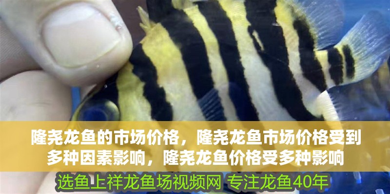 隆堯龍魚的市場價格，隆堯龍魚市場價格受到多種因素影響，隆堯龍魚價格受多種影響