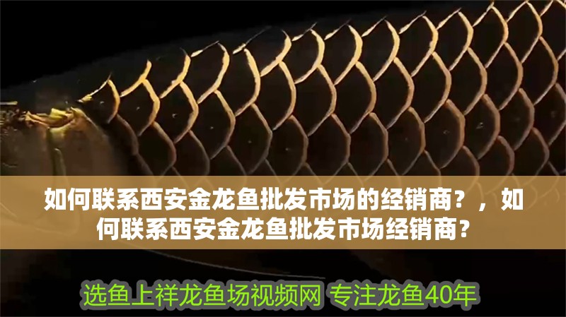 如何聯系西安金龍魚批發市場的經銷商？，如何聯系西安金龍魚批發市場經銷商？