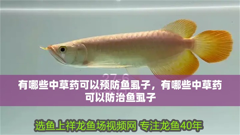 有哪些中草藥可以預(yù)防魚虱子，有哪些中草藥可以防治魚虱子