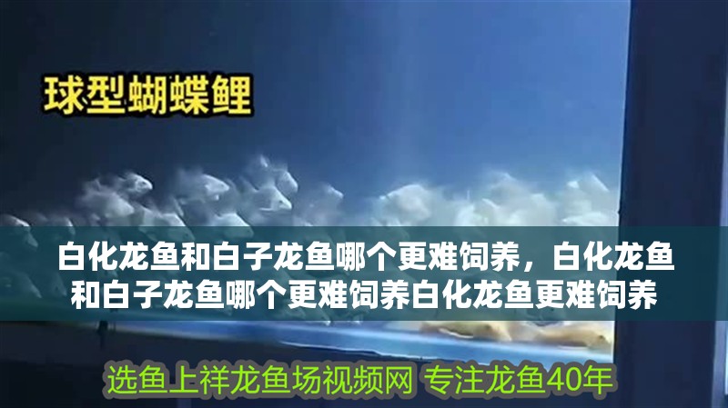 白化龍魚和白子龍魚哪個更難飼養(yǎng)，白化龍魚和白子龍魚哪個更難飼養(yǎng)白化龍魚更難飼養(yǎng)
