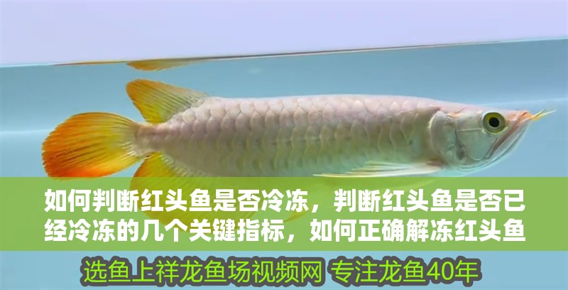 如何判斷紅頭魚是否冷凍，判斷紅頭魚是否已經冷凍的幾個關鍵指標，如何正確解凍紅頭魚