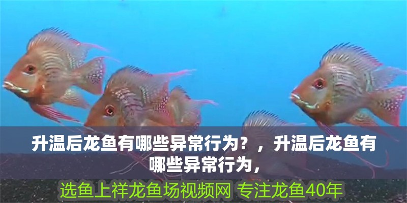 升溫后龍魚有哪些異常行為？，升溫后龍魚有哪些異常行為，