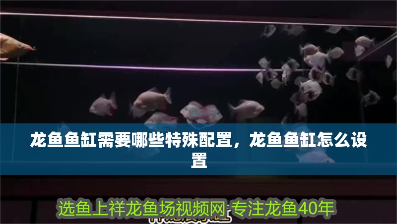 龍魚魚缸需要哪些特殊配置，龍魚魚缸怎么設(shè)置