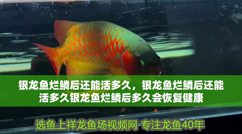 銀龍魚爛鱗后還能活多久，銀龍魚爛鱗后還能活多久銀龍魚爛鱗后多久會恢復(fù)健康