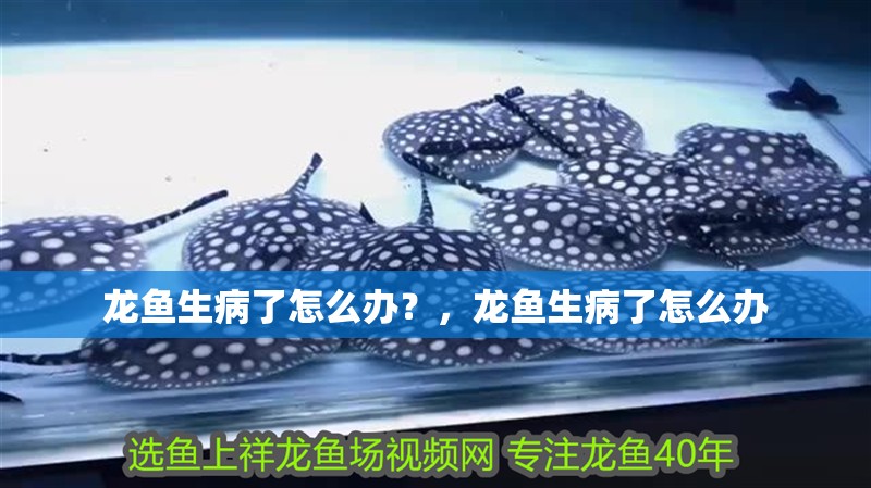 龍魚(yú)生病了怎么辦？，龍魚(yú)生病了怎么辦