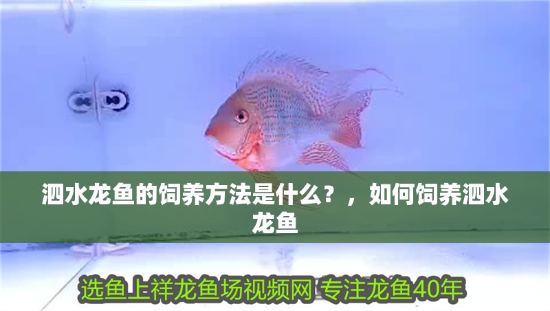 泗水龍魚的飼養方法是什么？，如何飼養泗水龍魚
