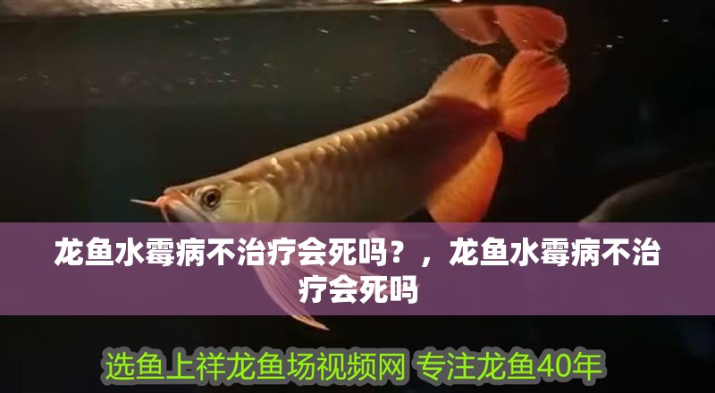 龍魚水霉病不治療會死嗎？，龍魚水霉病不治療會死嗎