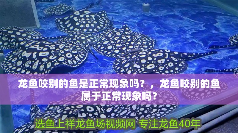 龍魚咬別的魚是正常現象嗎？，龍魚咬別的魚屬于正常現象嗎？