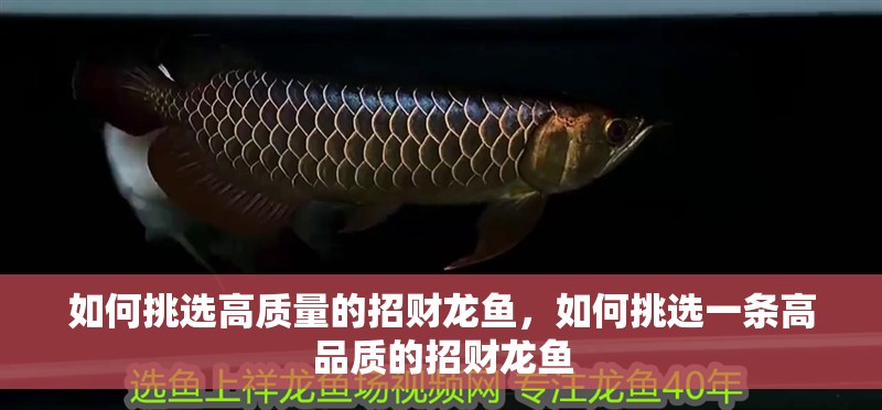 如何挑選高質量的招財龍魚，如何挑選一條高品質的招財龍魚