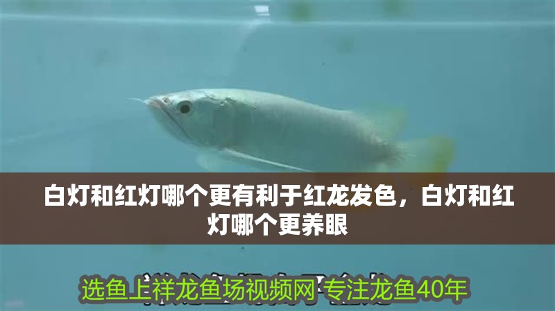 白燈和紅燈哪個(gè)更有利于紅龍發(fā)色，白燈和紅燈哪個(gè)更養(yǎng)眼
