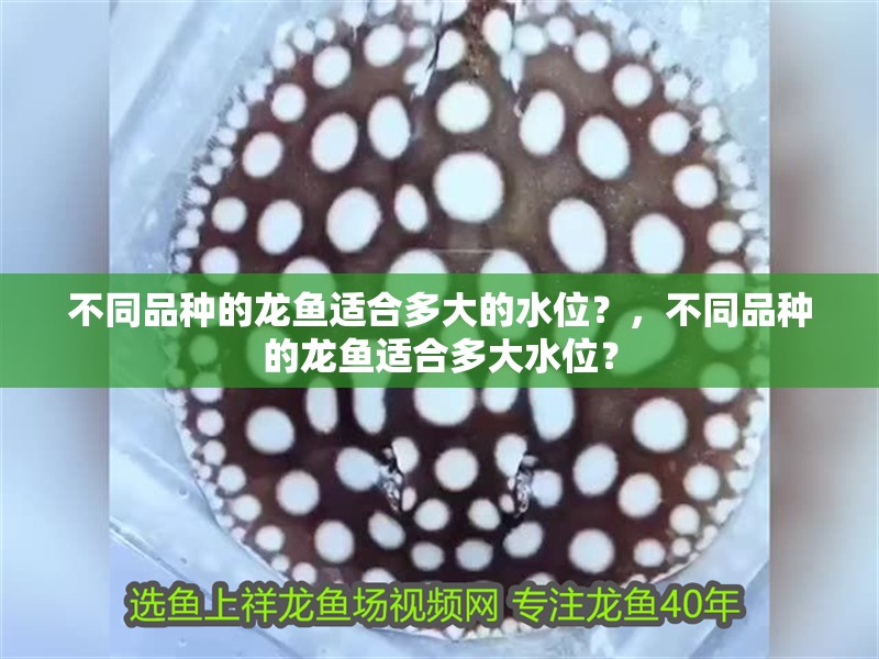 不同品種的龍魚(yú)適合多大的水位？，不同品種的龍魚(yú)適合多大水位？